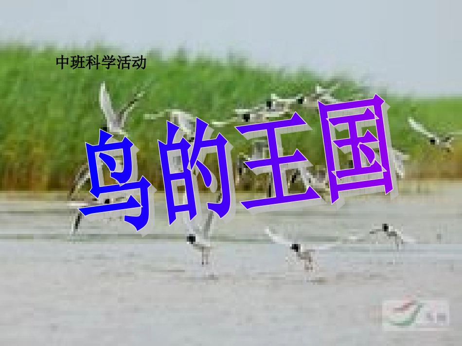 中班科学：鸟的王国_第1页