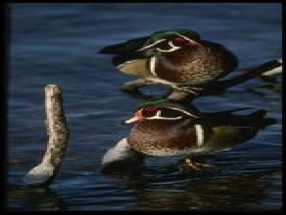 中班科学：鸟的王国_第3页