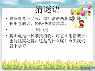 《爬山虎的脚》课件 ()