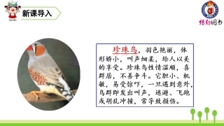 （2019秋）4珍珠鸟 (3)