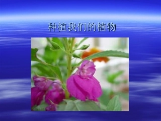 种植我们的植物