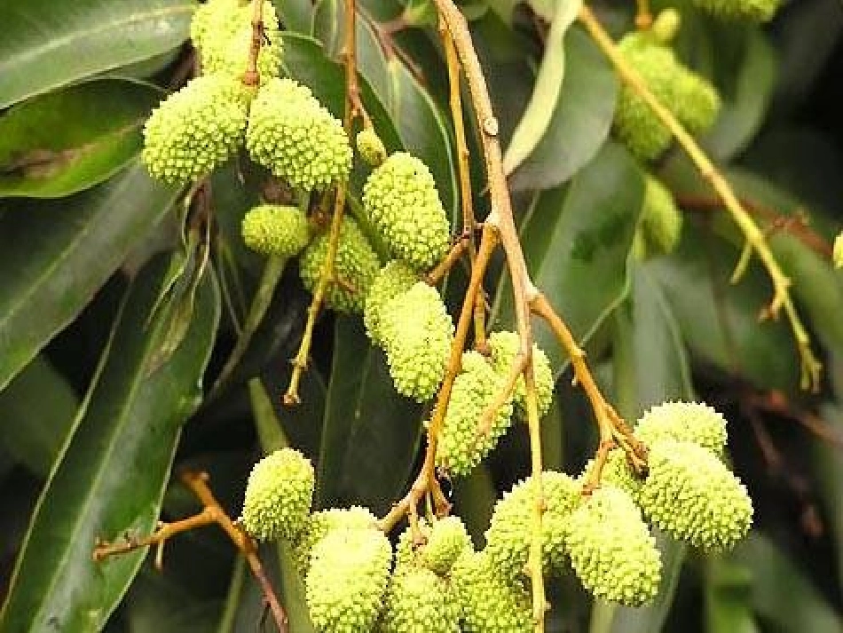 《南州六月荔枝丹》精品课件_第2页