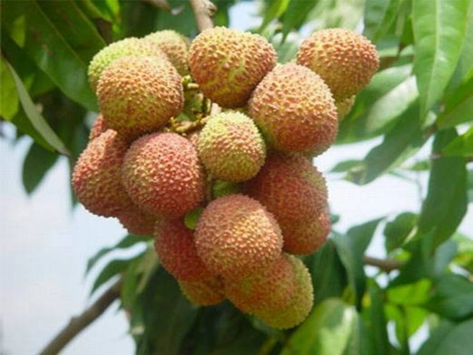 《南州六月荔枝丹》精品课件_第3页