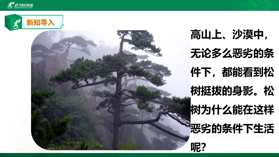 冀教版生物七年级上册35裸子植物_第2页