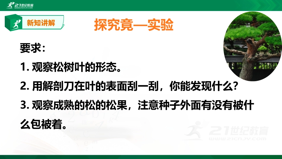 冀教版生物七年级上册35裸子植物_第3页