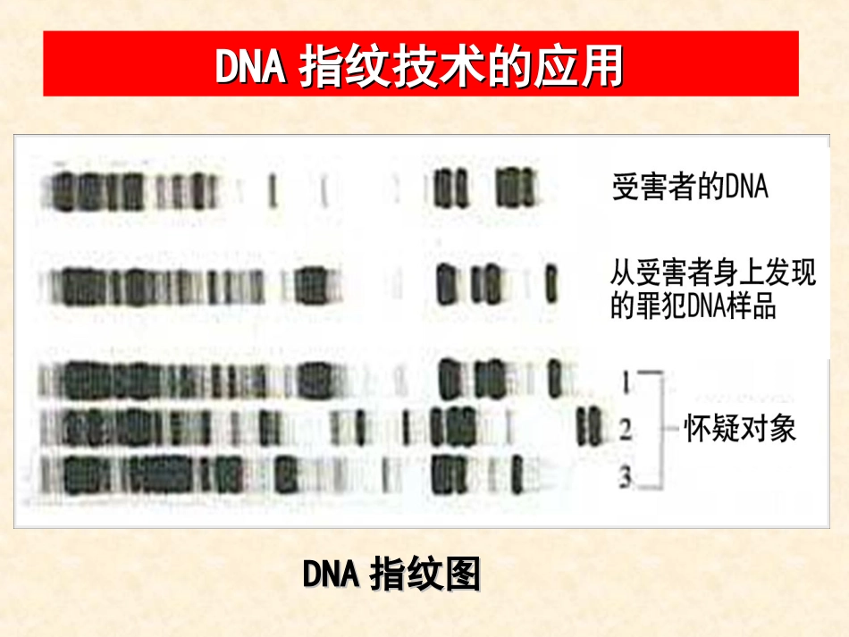 遗传信息的携带者—核酸_第2页