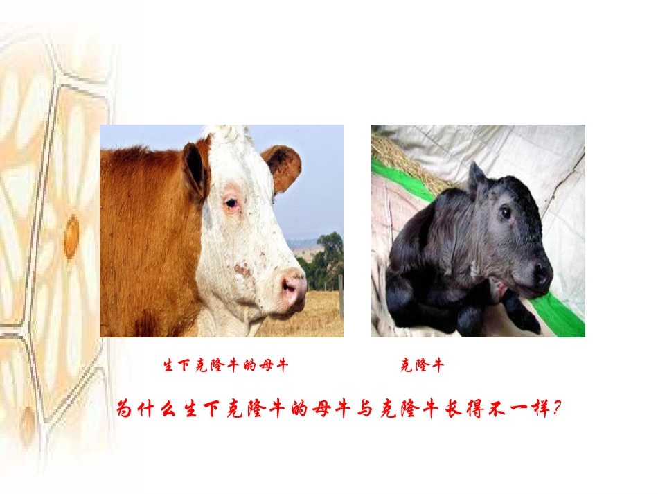 细胞核的结构和功能_第1页