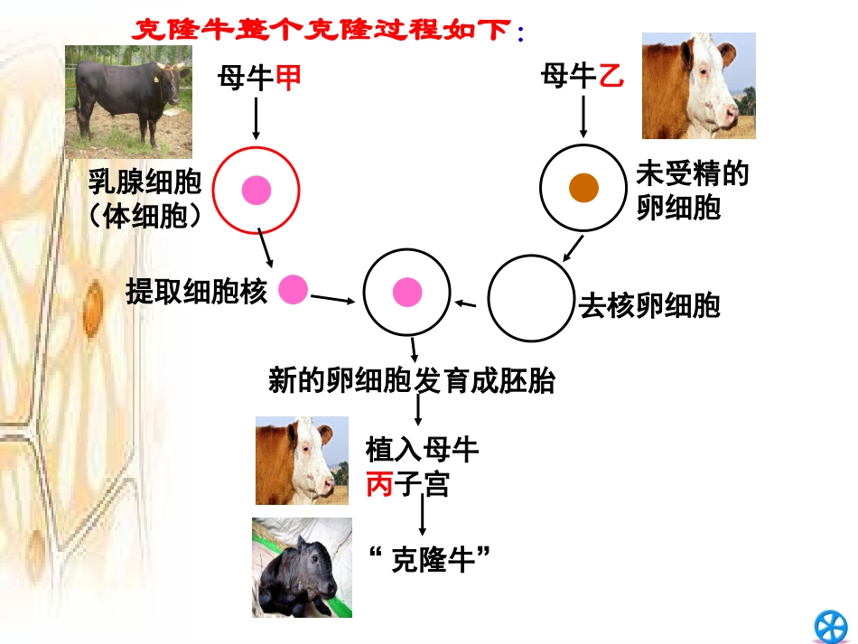 细胞核的结构和功能_第2页