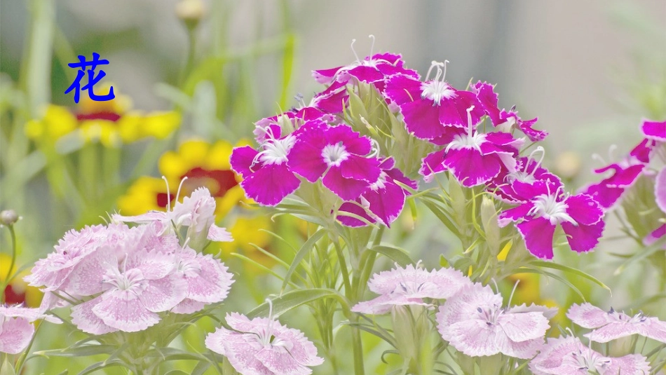 花的学校 ()_第1页