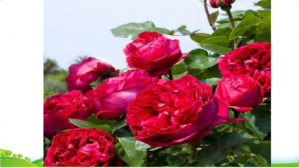 花的学校 ()_第2页