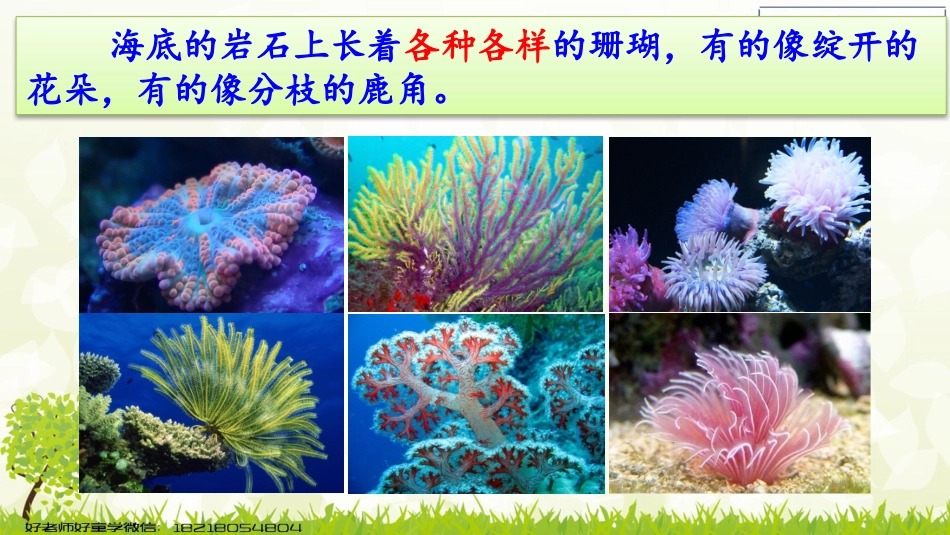 -富饶的西沙群岛_第2页