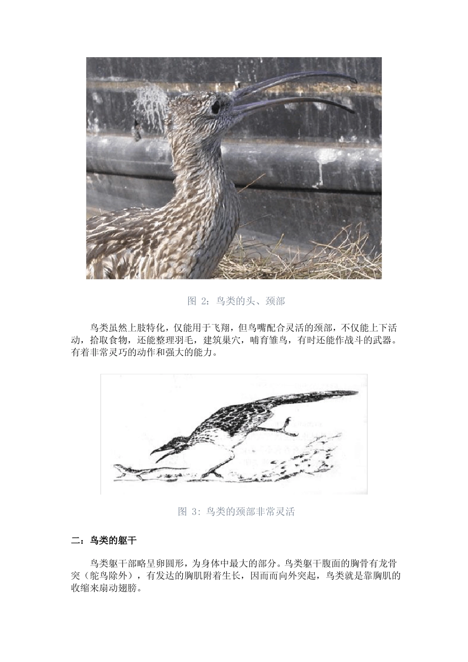 鸟类的基本形态_第2页
