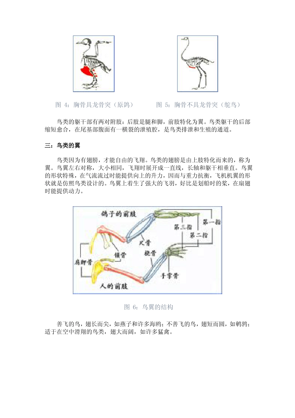 鸟类的基本形态_第3页