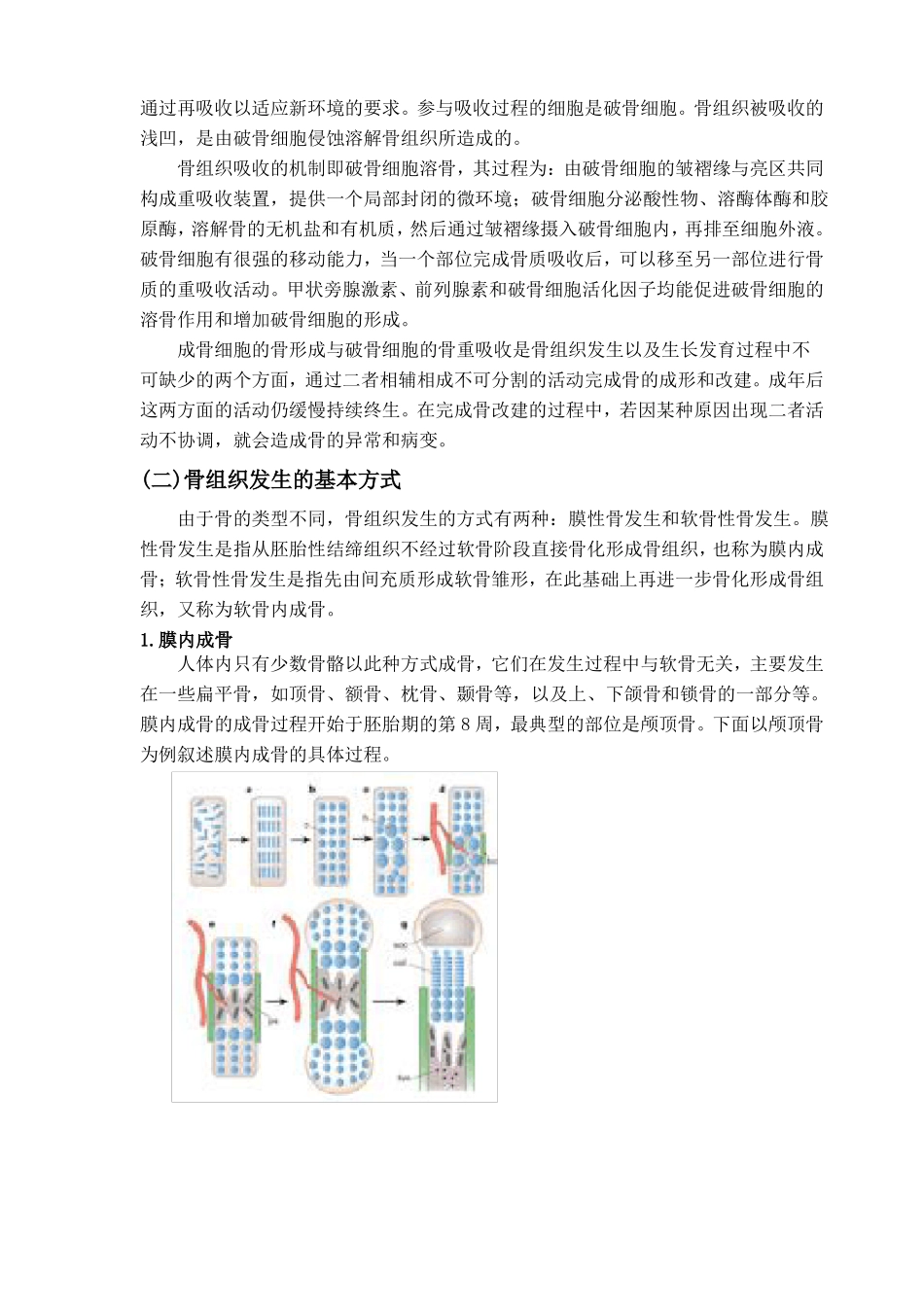 骨与骨组织的发生及构造资料_第2页