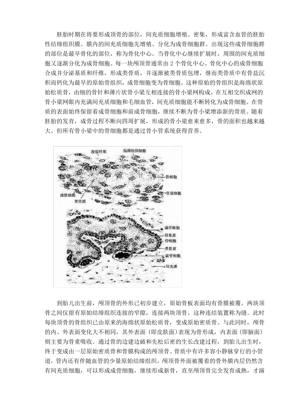 骨与骨组织的发生及构造资料_第3页