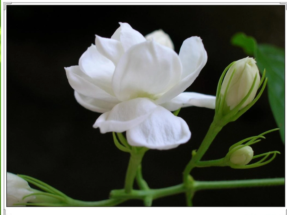 、淡淡的茉莉课件_第3页