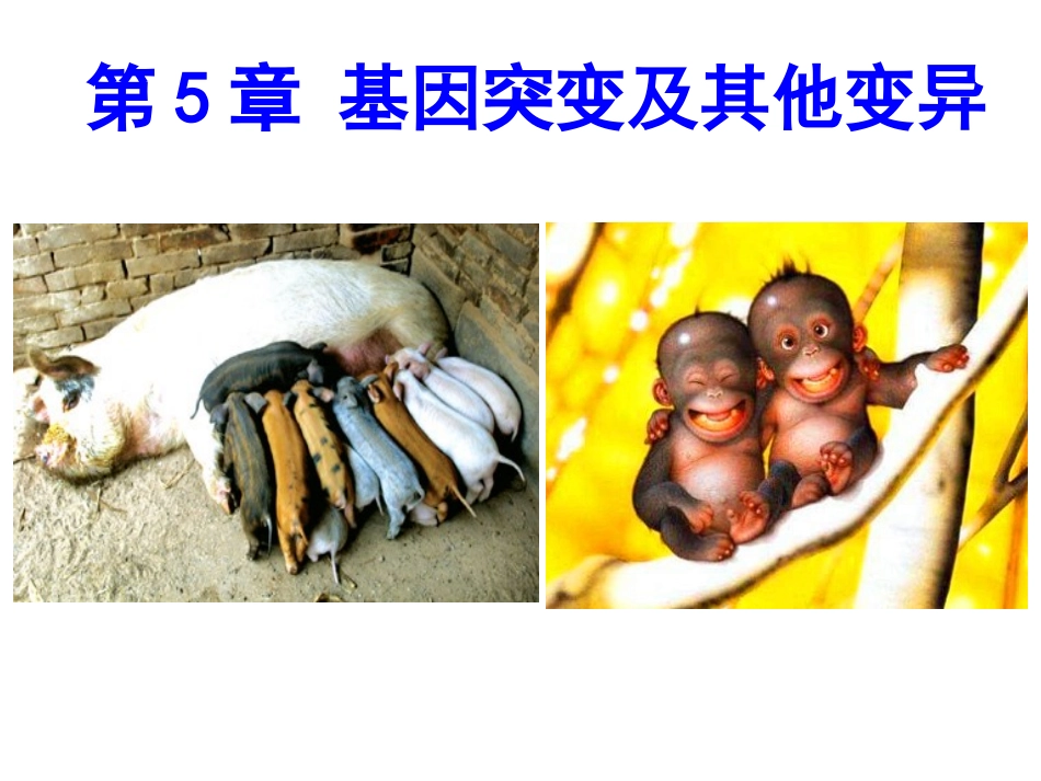 2018届高三生物一轮复习基因突变和基因重组（22张PPT）_第1页