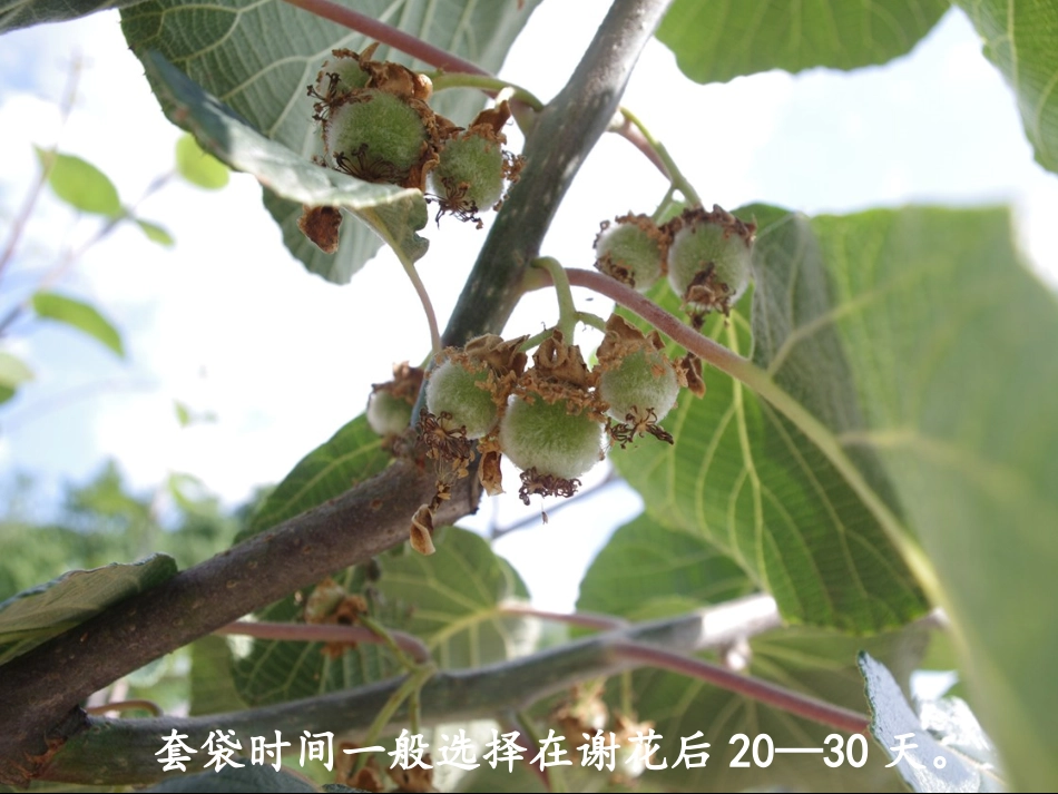 猕猴桃套袋方法_第2页