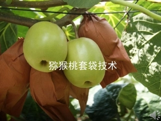 猕猴桃套袋方法