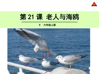 老人与海鸥 ()