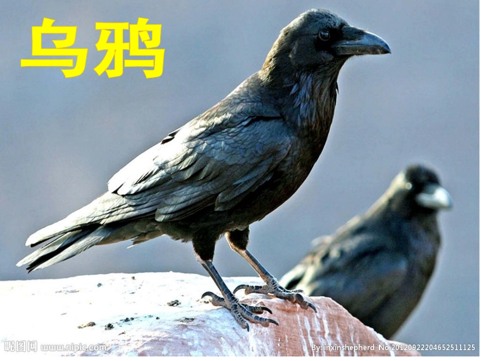 一只与众不同的乌鸦_第1页