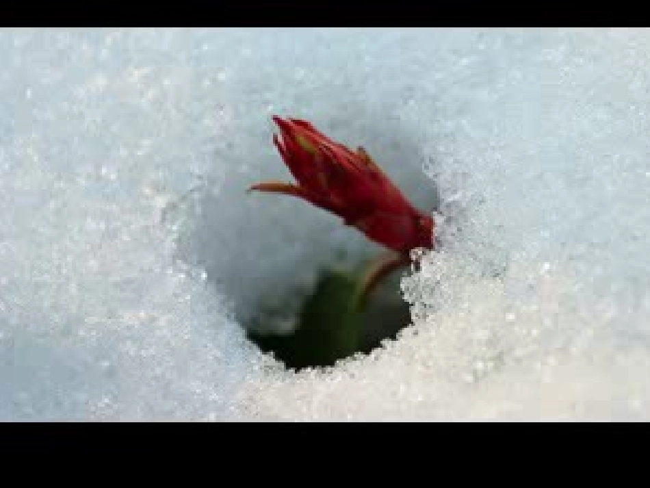 【课件】春天的消息_第3页