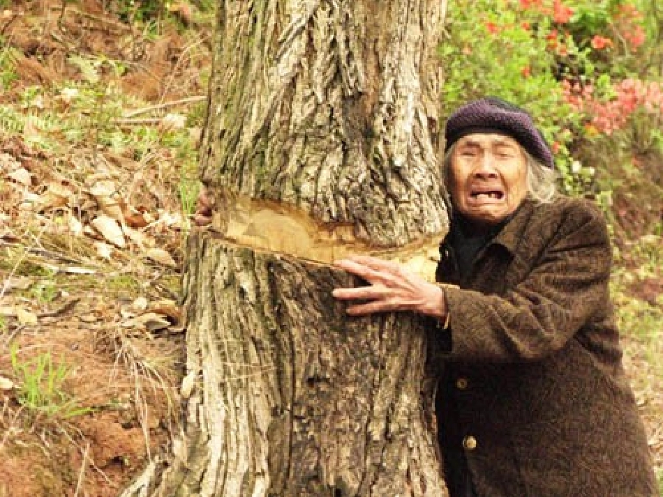 樵夫别砍那棵树（上课版）_第3页