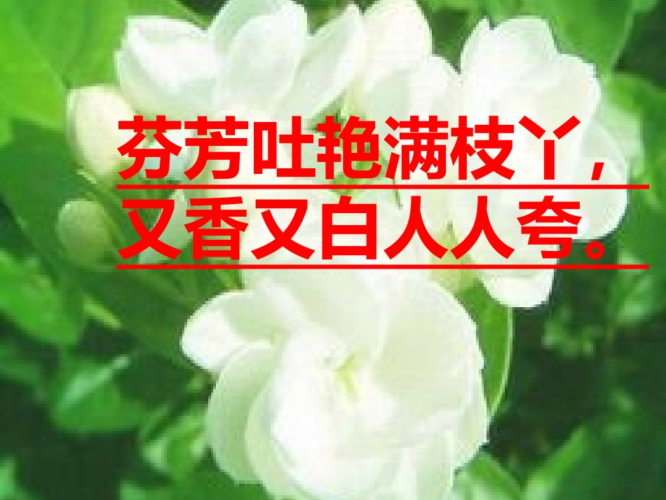 教案音乐茉莉花_第3页