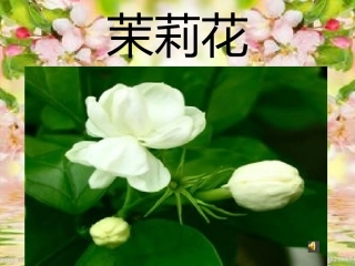 教案音乐茉莉花