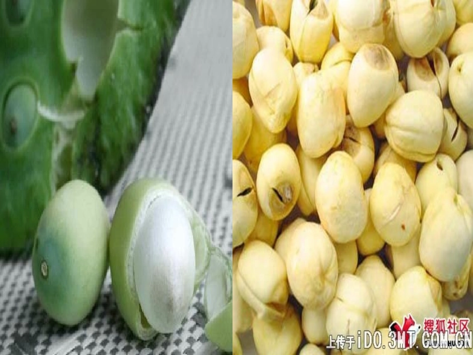 古诗两首-池上杨春燕_第3页