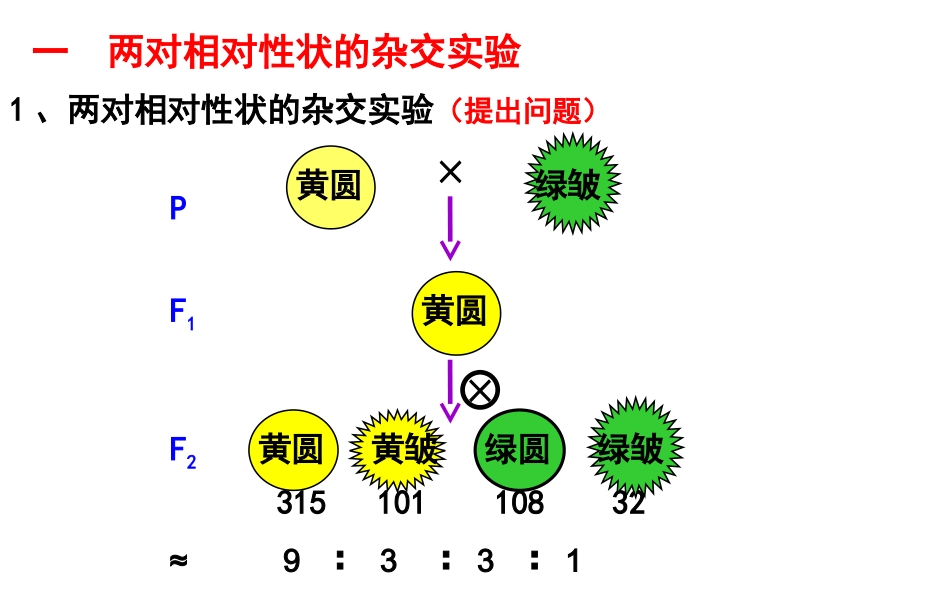 孟德尔的豌豆杂交试验（二）_第3页