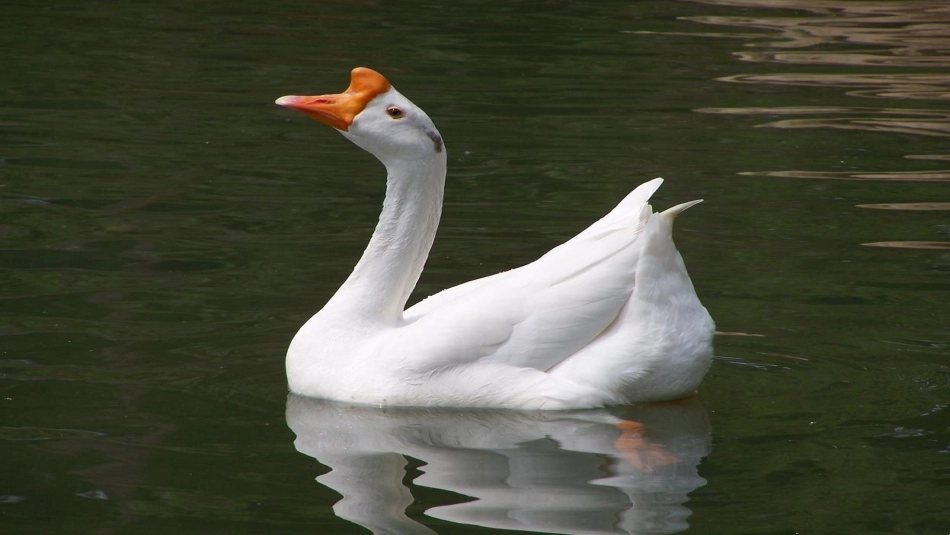 公开课18牛和鹅PPT_第3页