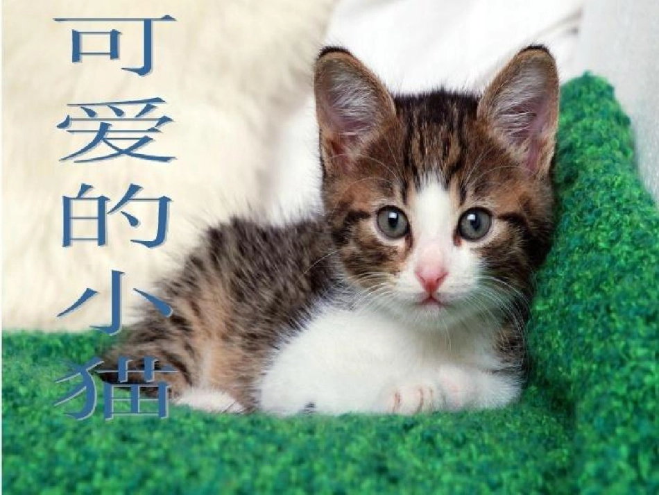 《可爱的小猫》_第1页