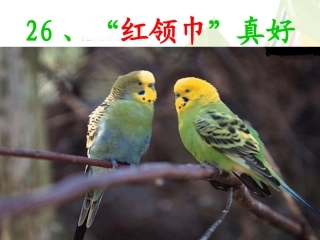 、红领巾真好
