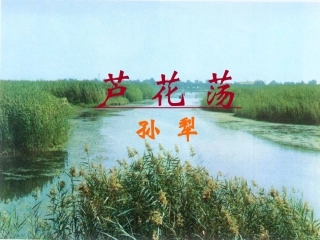 《芦花荡》课件
