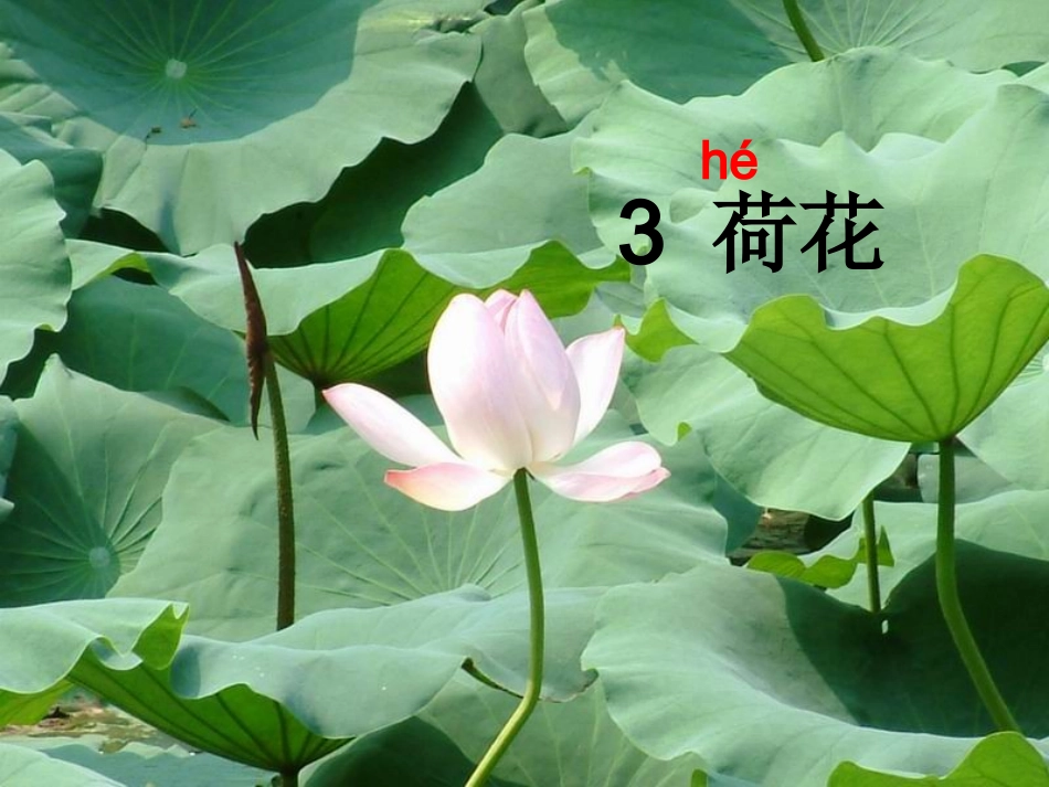 荷花PPT课件()_第3页