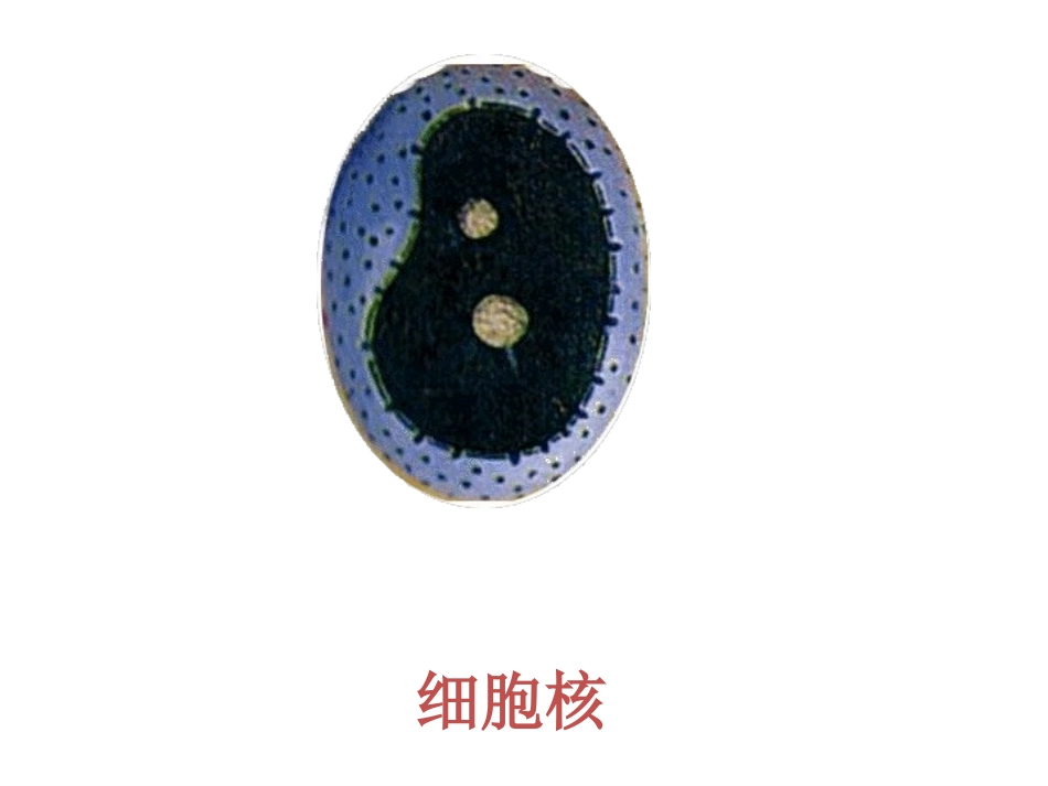 《染色体、DNA和基因的关系》(陈小萍）_第3页