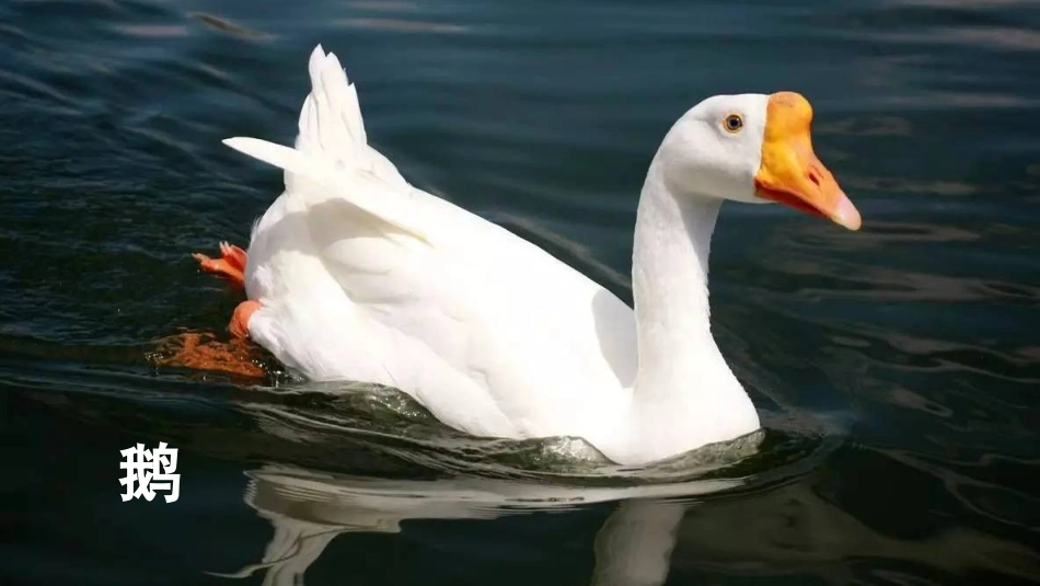 牛和鹅最终版_第2页