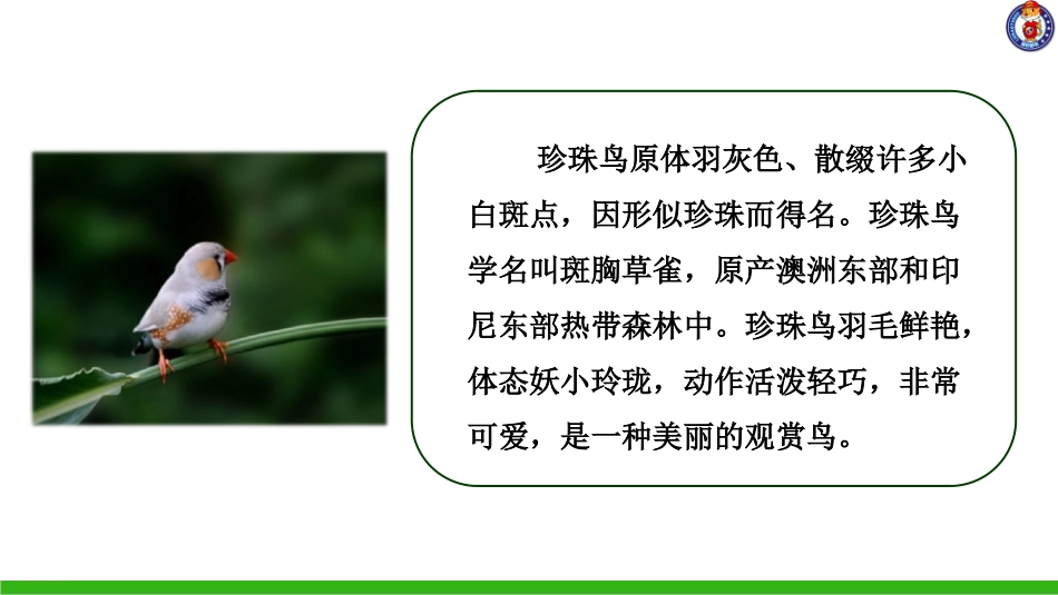 -珍珠鸟 ()_第2页