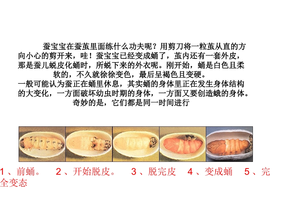 蚕变了新模样(好用)[1]_第2页