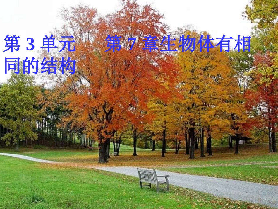 、、生物体的基本结构_第3页