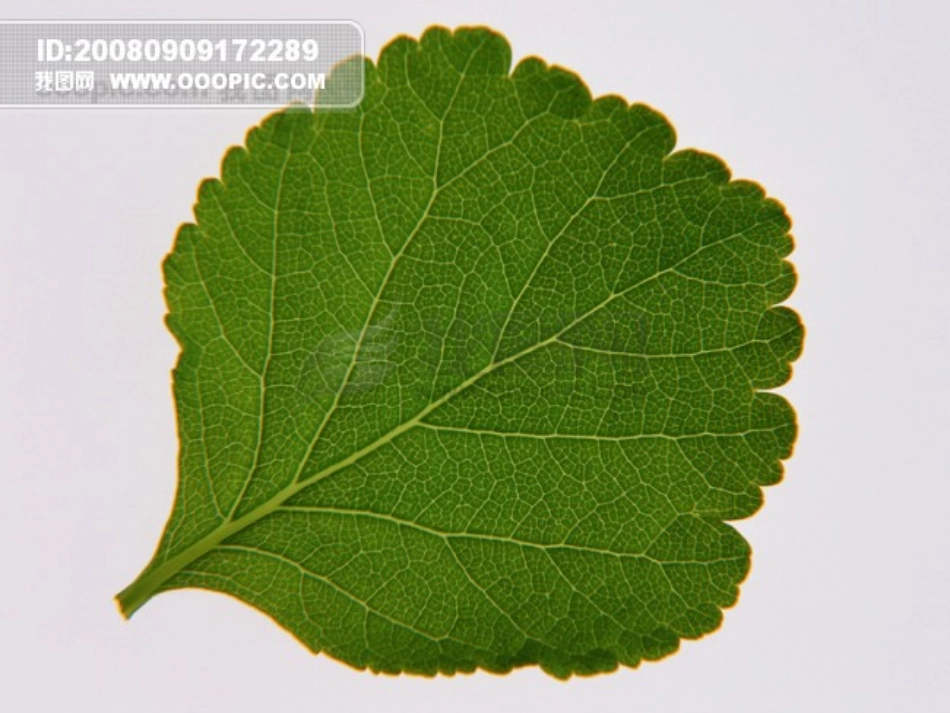 神奇的叶绿素_第1页