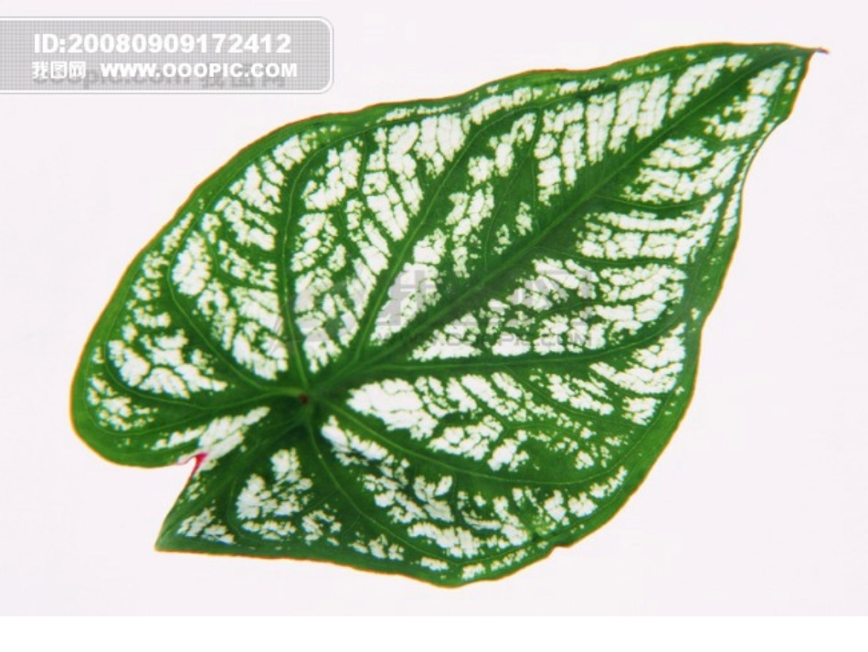 神奇的叶绿素_第2页