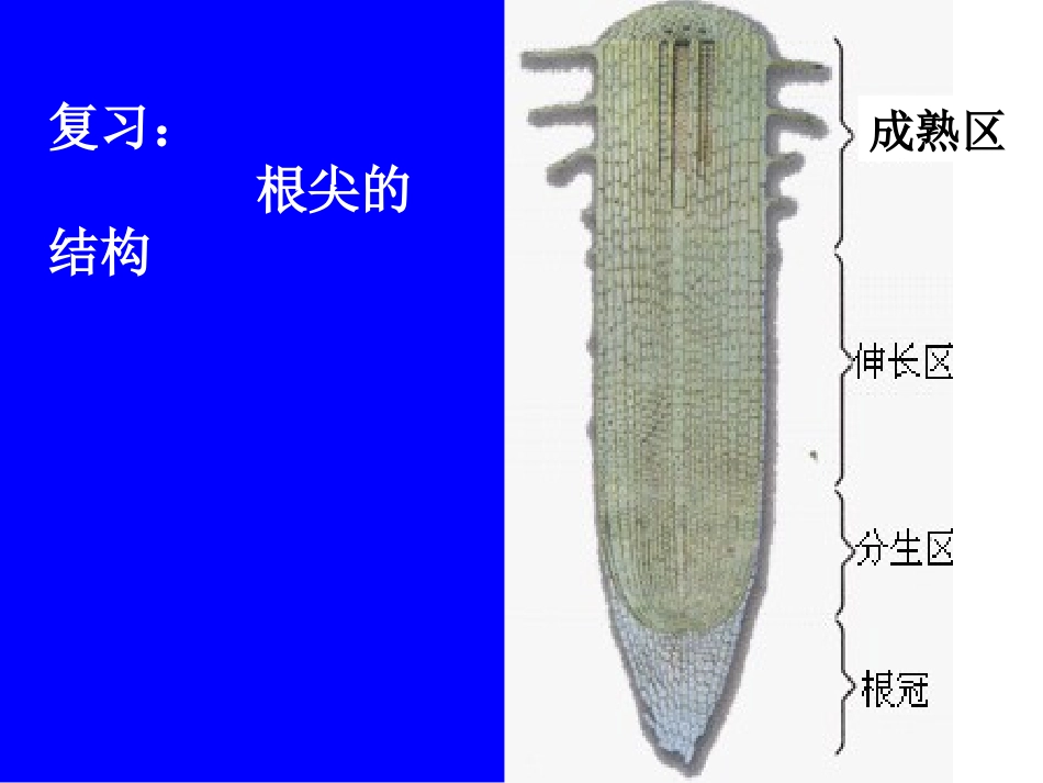 第二节植株的生长_第2页