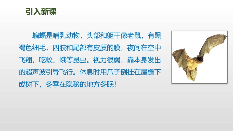 《蝙蝠与雷达》第课时_第3页