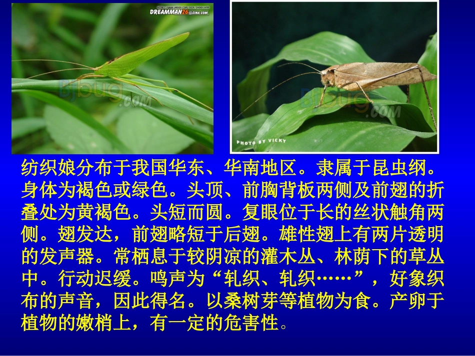 装满昆虫的衣袋PPT课件_第3页