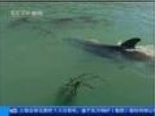 《浅水洼里的小鱼》课件