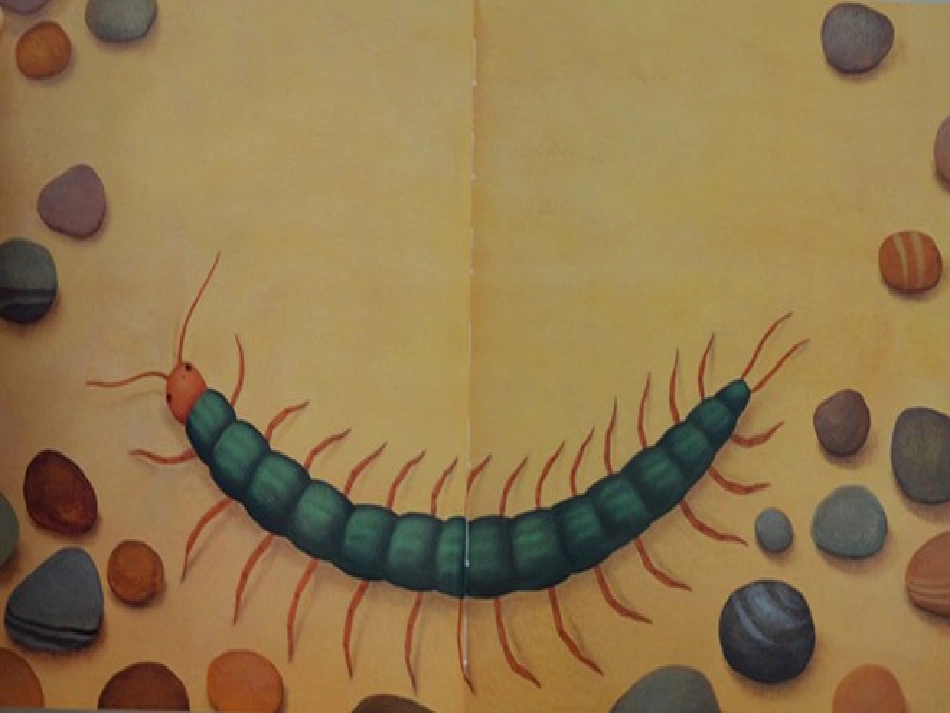 中班数学《蜈蚣叔_第2页