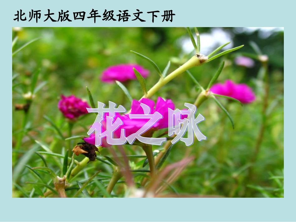 《花之咏》课件_第1页
