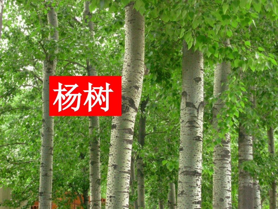 校园里的植物课件_第3页